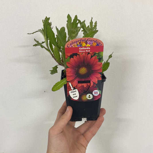 Gaillardia 'Mesa Red' 9cm/3L Pot