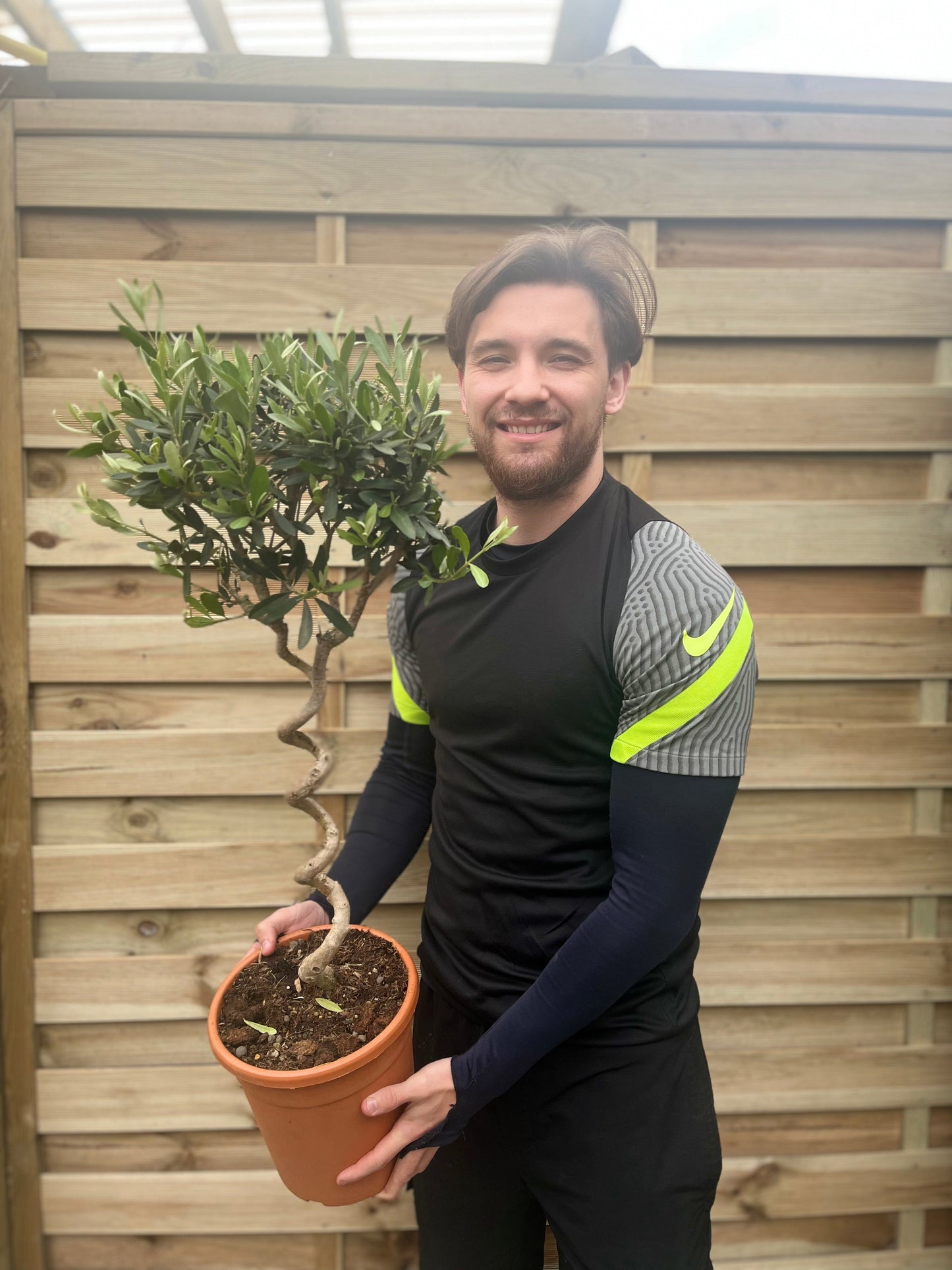 Corkscrew Stem Olive Tree | Hardy Evergreen Potted Tree | 100-100cm