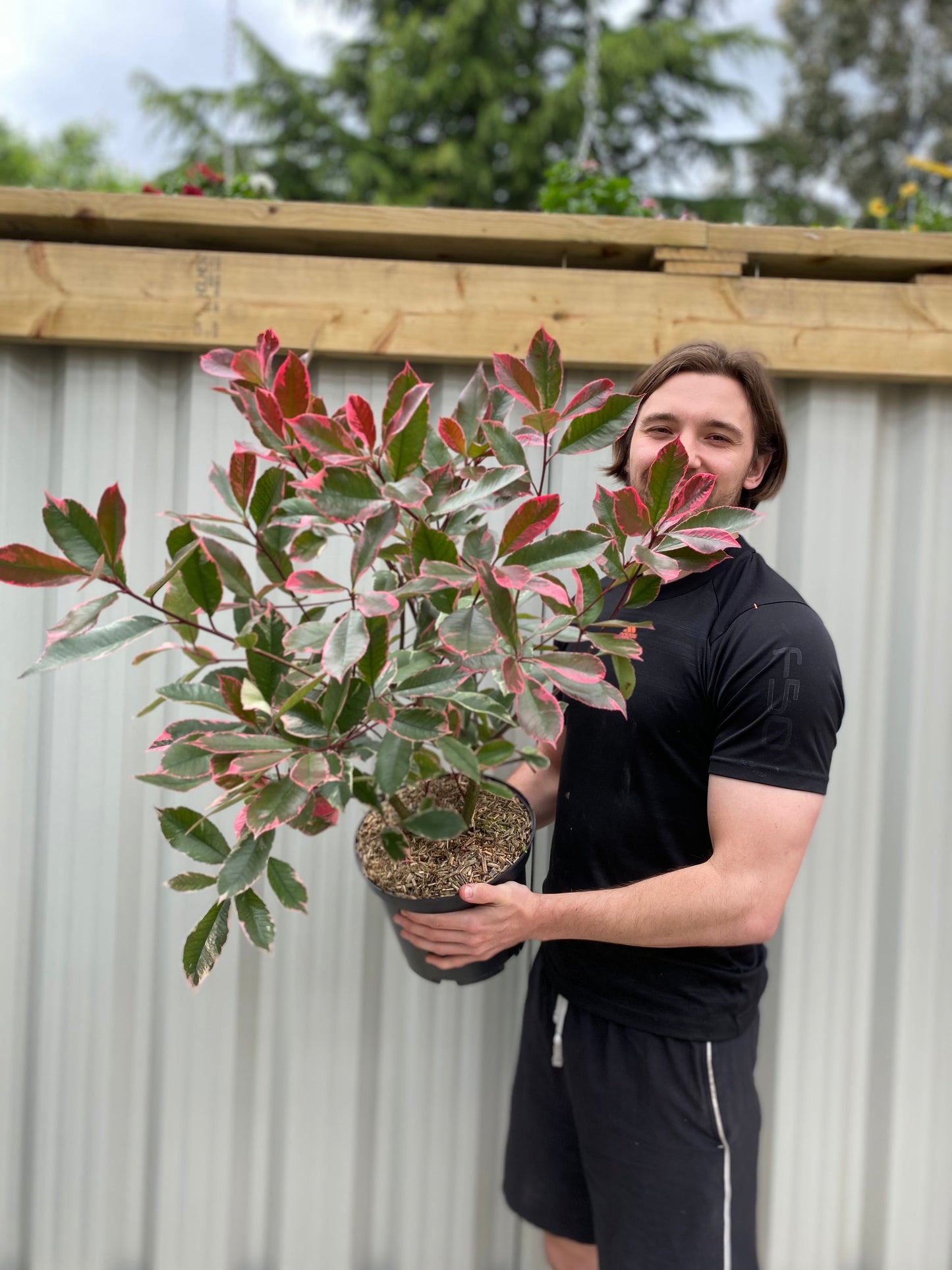 Photina x fraseri 'Louise' 9cm/2L/5L