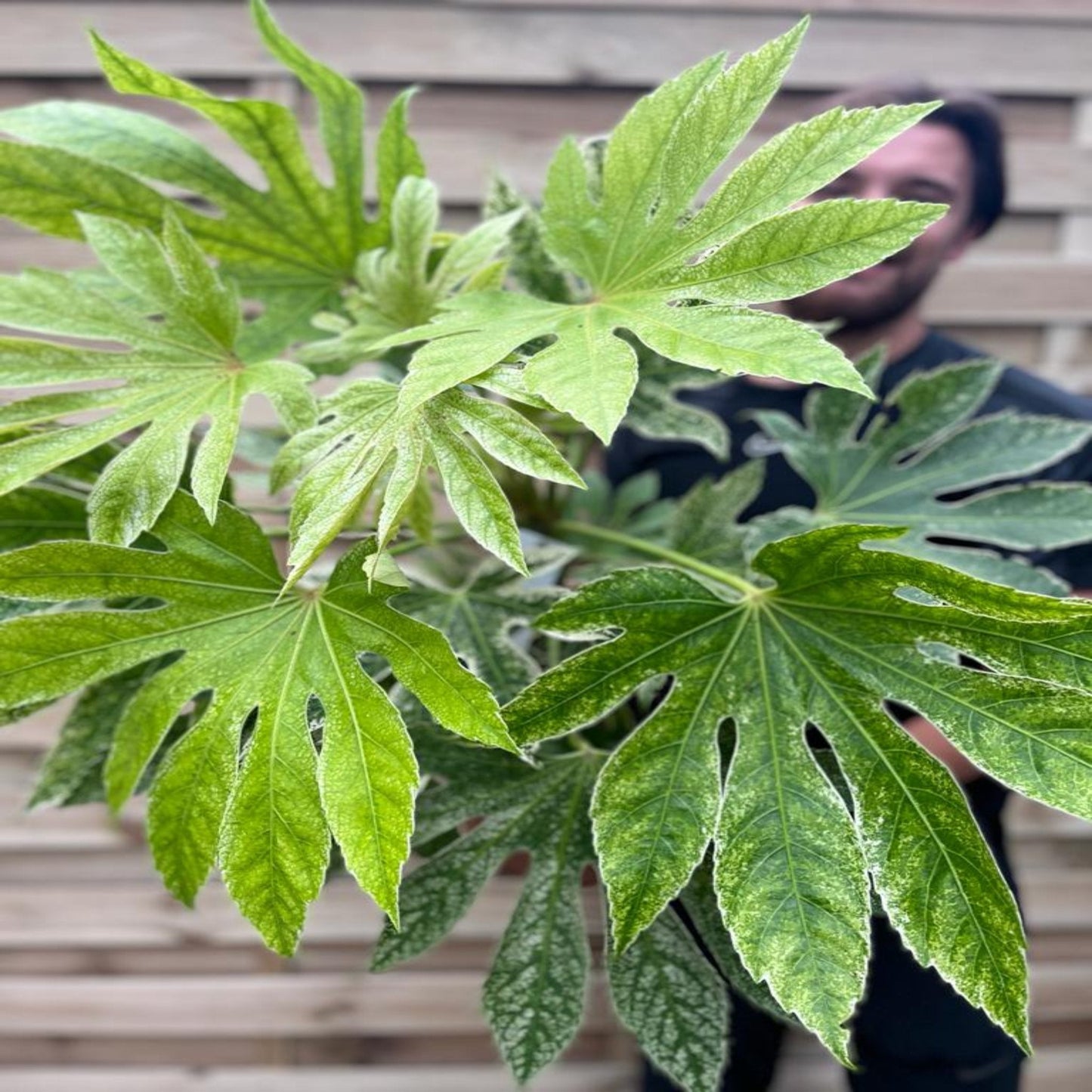 Fatsia japonica 'Spider's Web' 9cm-7.5L