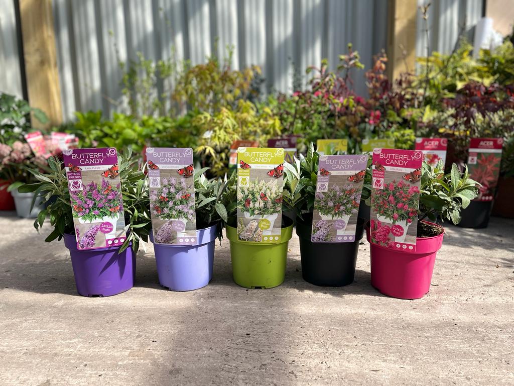 Buddleja Butterfly Candy 'Little White' 9cm/1L/3L