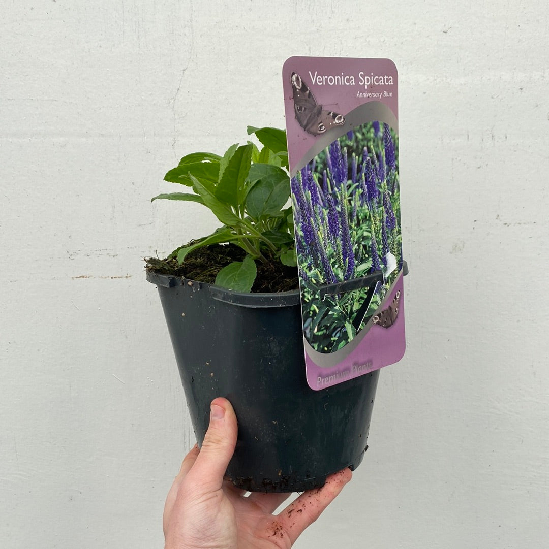Veronica 'Anniversary Blue' 9cm/2L