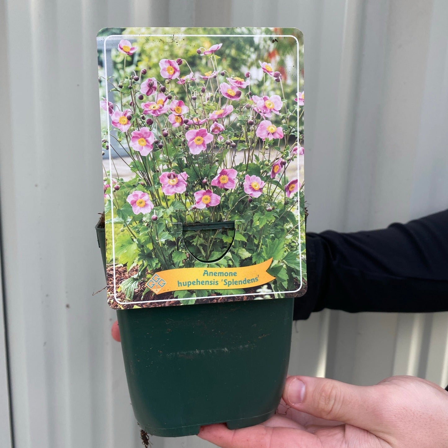 Anemone huphensis - 'Splendens' 1.5L / 2L