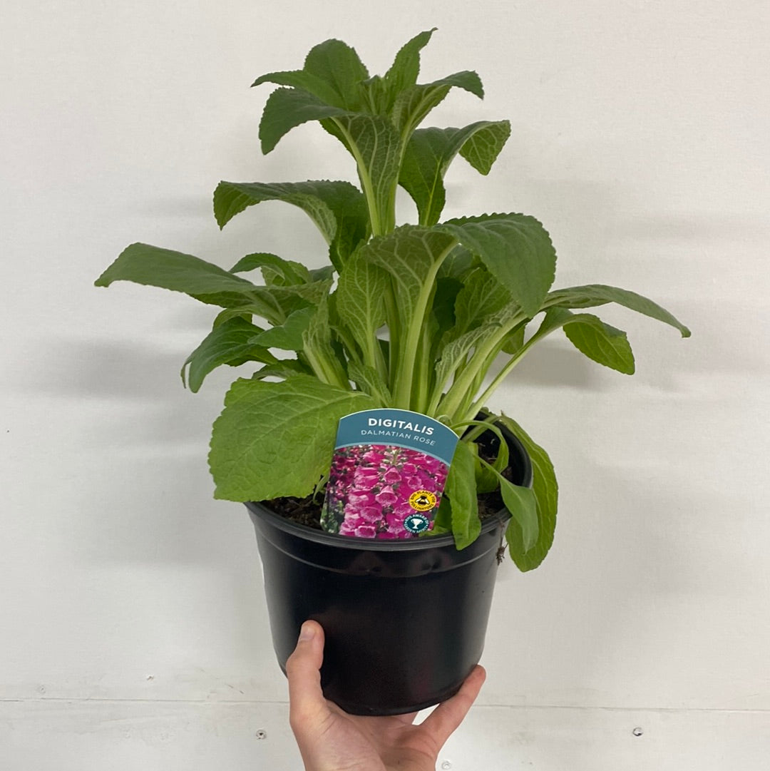 Digitalis purpurea 'Dalmation Rose' 9cm/1.5L/3L