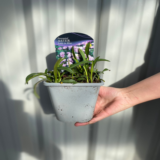 Aster novi-belgii 'Lady in Blue' 9cm