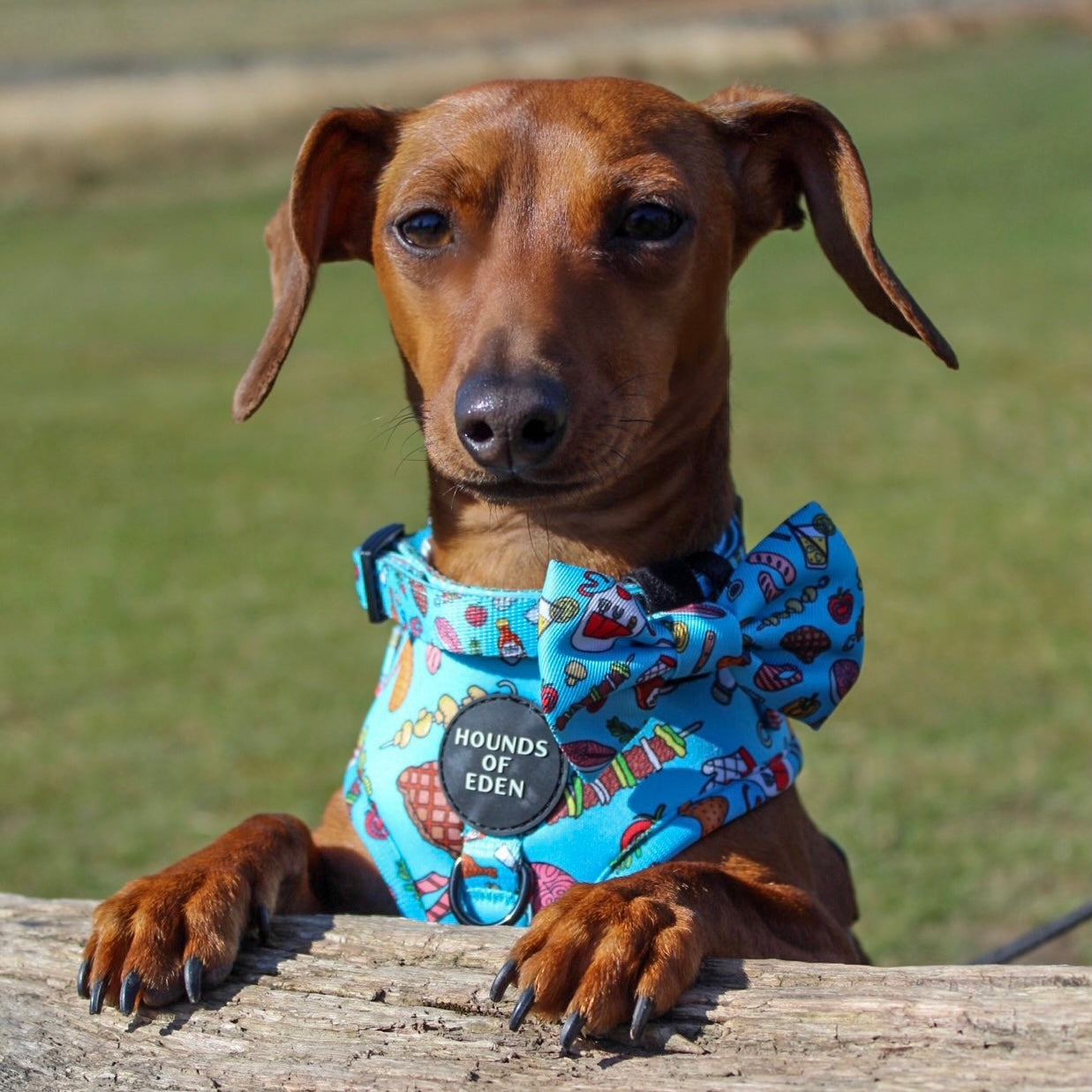 Grill 'n' Chill - Dog Bow Tie