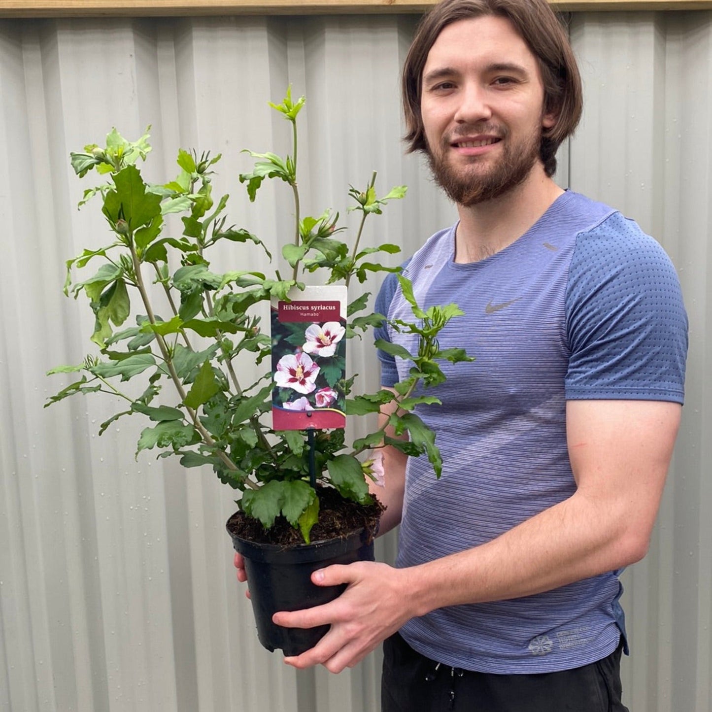 Hibiscus Syriacus 'Hamabo' 2L