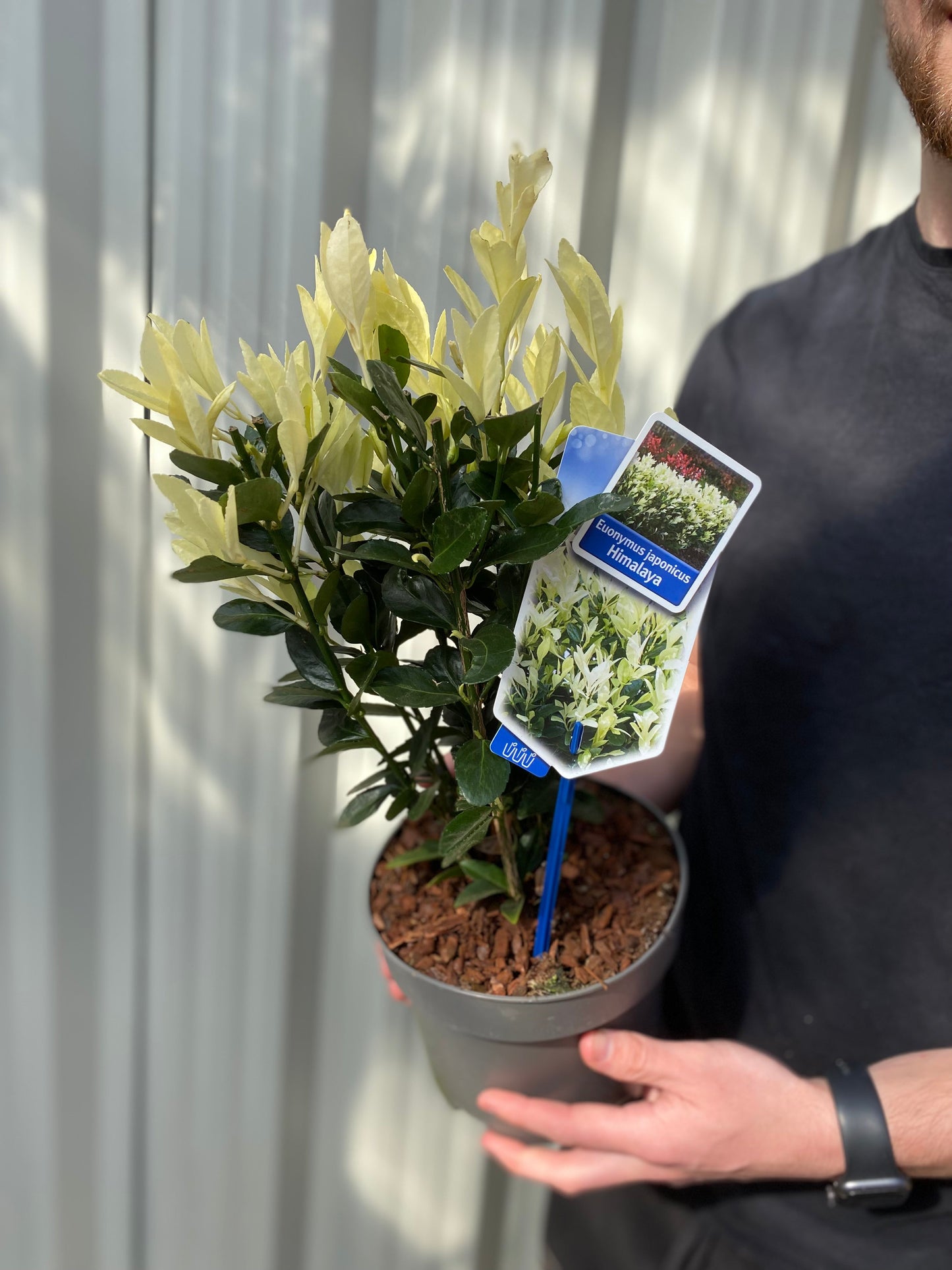 Euonymus japonica 'Himalaya' 9cm/2L/5L