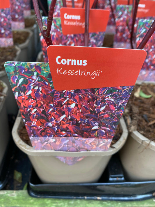 Cornus 'Kesselringii' - Black Stem Dogwood 1L / 2L