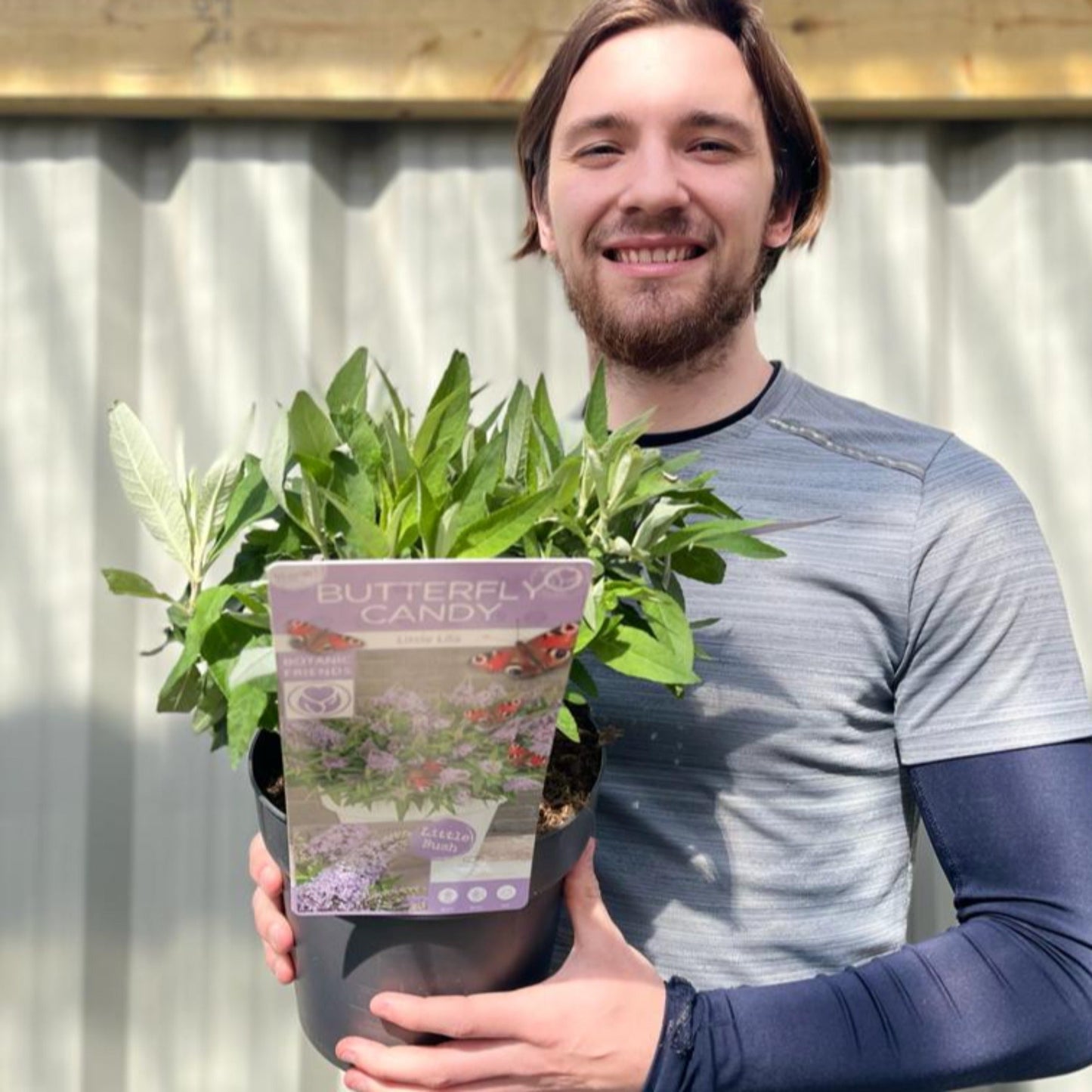 Buddleja 'Butterfly Candy Little Lila' 9cm/1L/3L