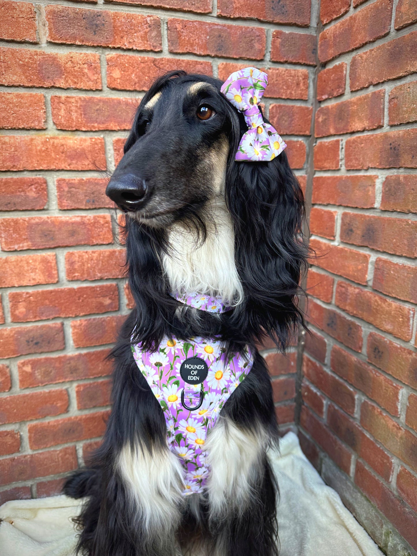 Daisy Dreams Design Dog Collar