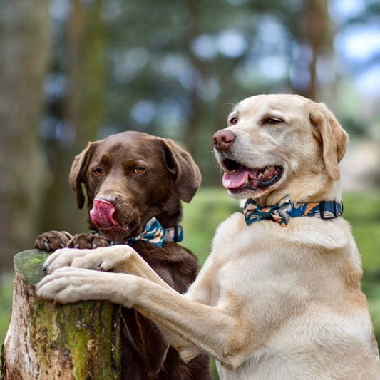 'Brush It Off' Dog Bow
