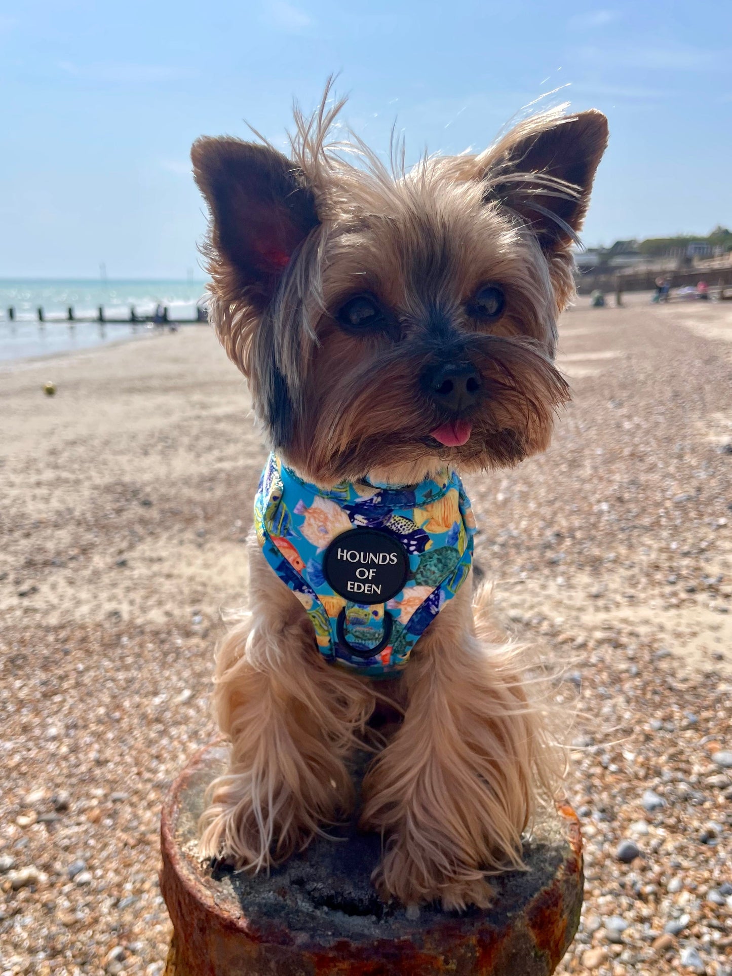 Under The Sea Design Dog Collar