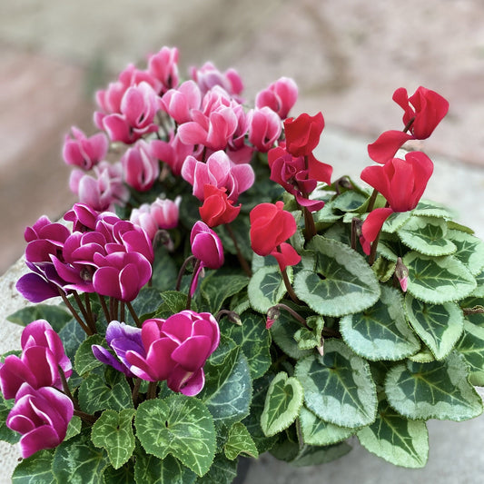 Cyclamen Mix of 3 Plants (3 x 9cm Pots)