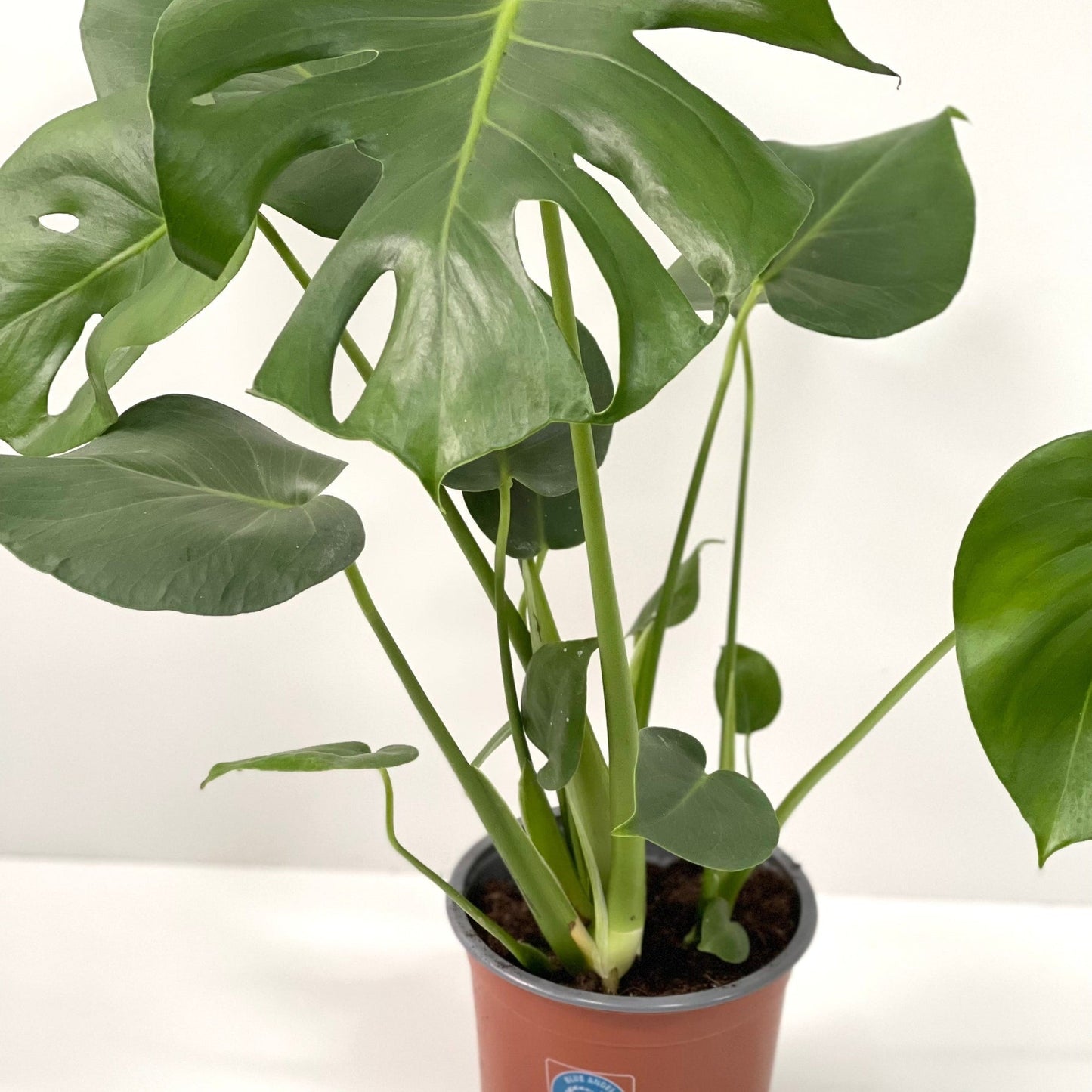 Monstera Deliciosa (Swiss Cheese) (50-60cm)