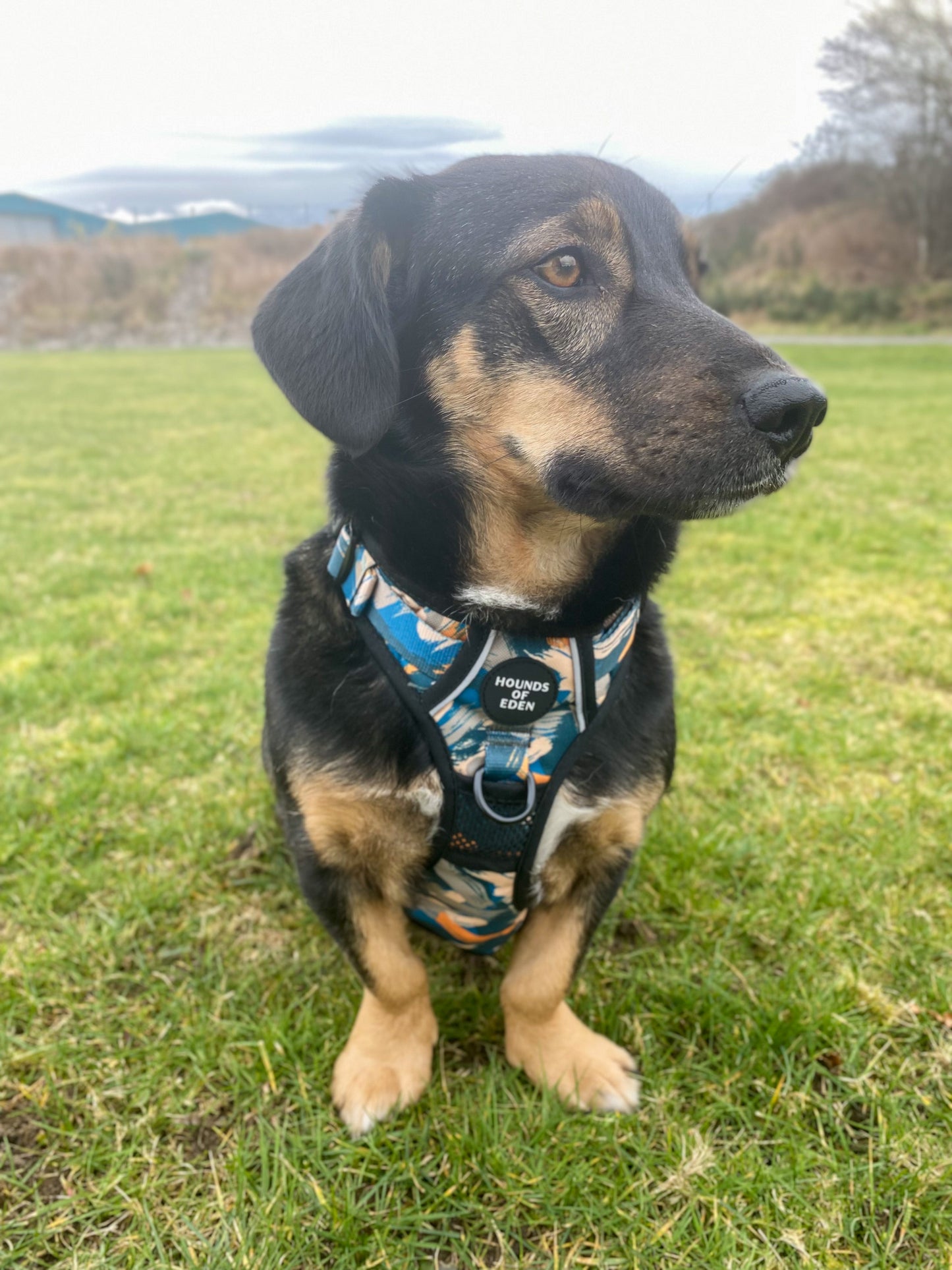 Supaw Strong™ 'Brush It Off' Utility Harness