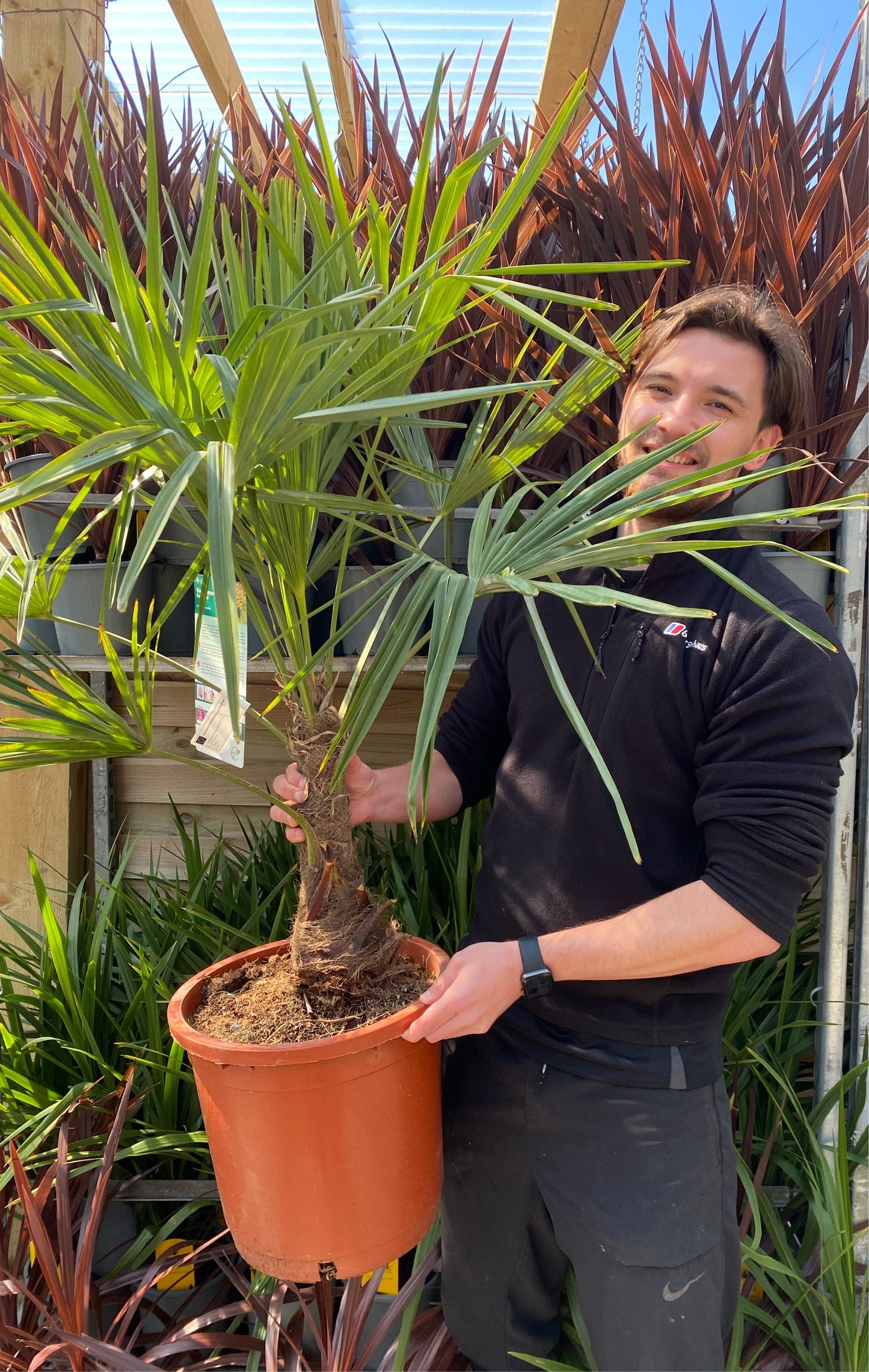 Trachycarpus Fortunei 3L / 7L / 12L