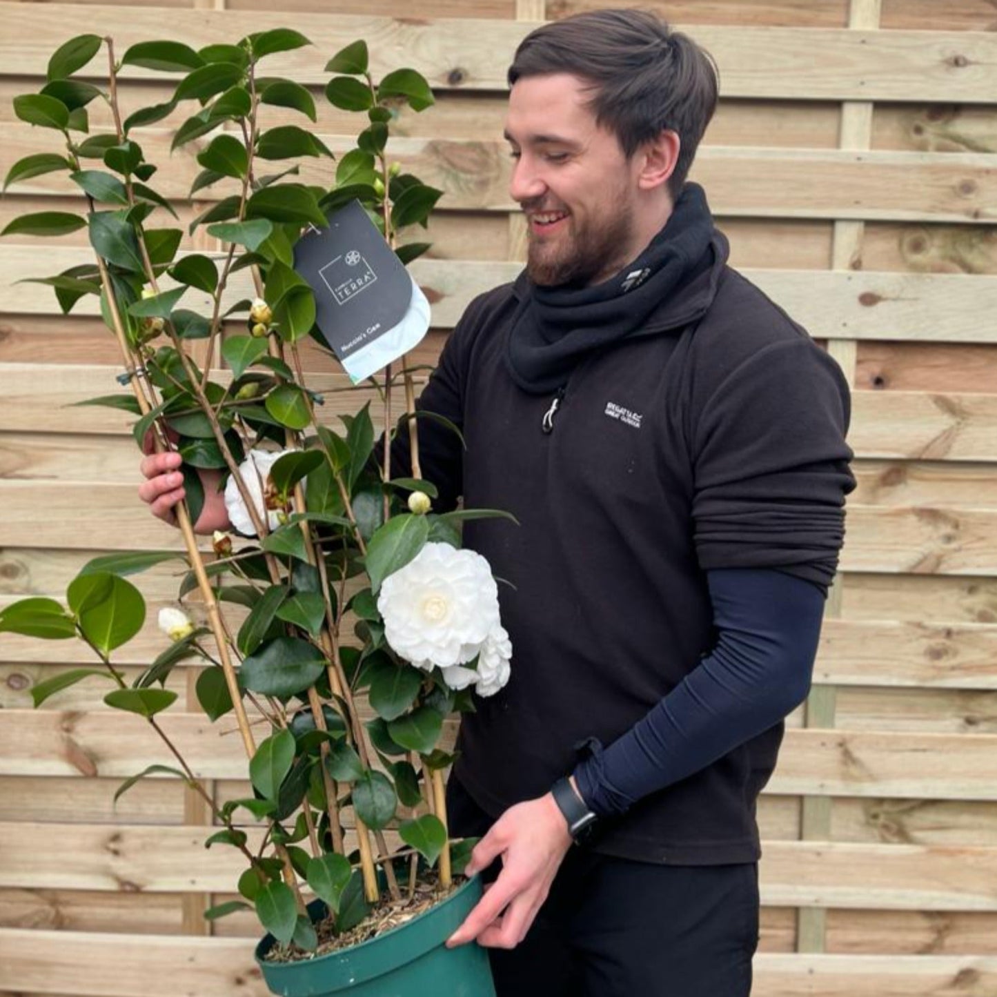 Camellia japonica 'Nuccio's Gem' 2L / 5L (100cm)