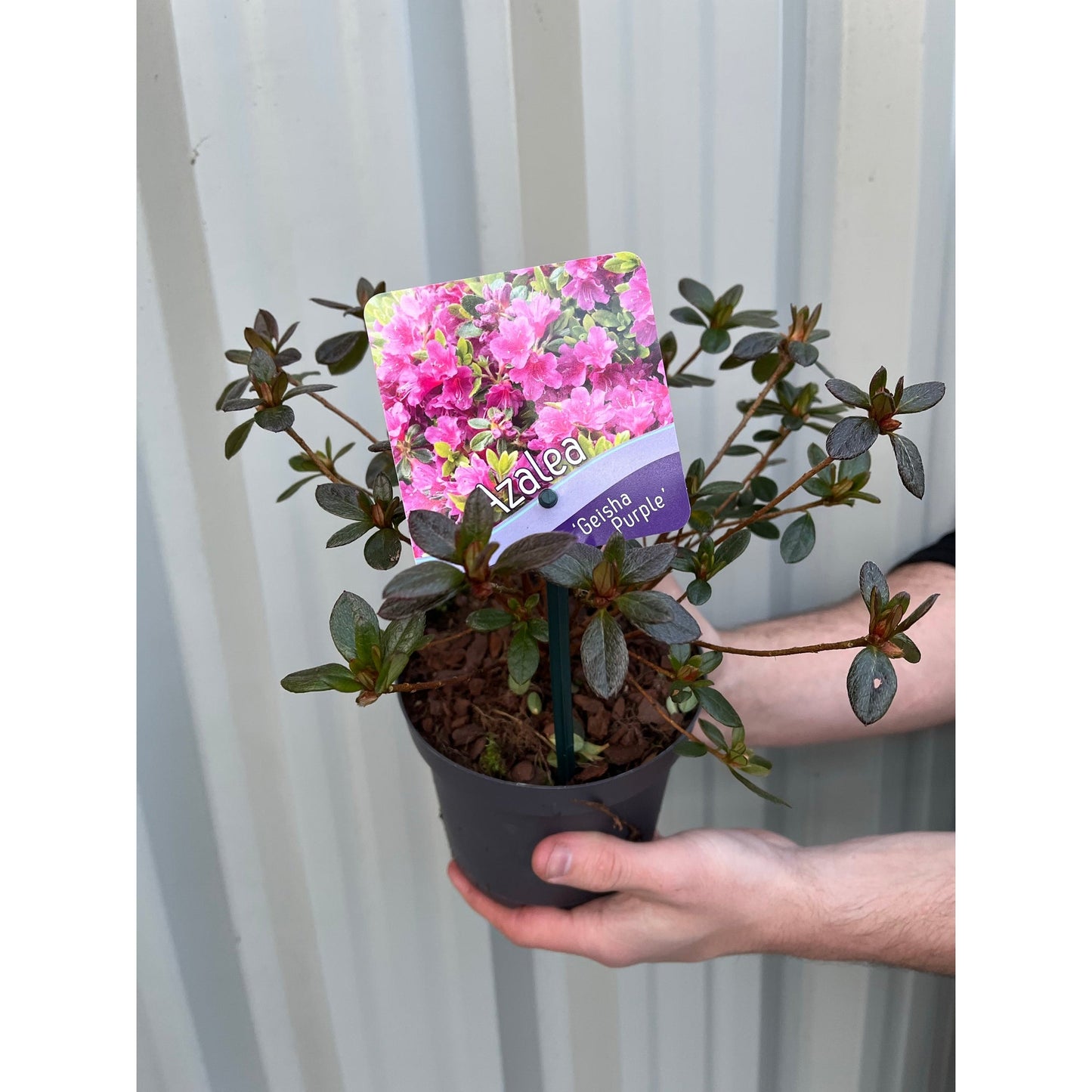 Rhododendron 'Geisha Purple' 1.5L