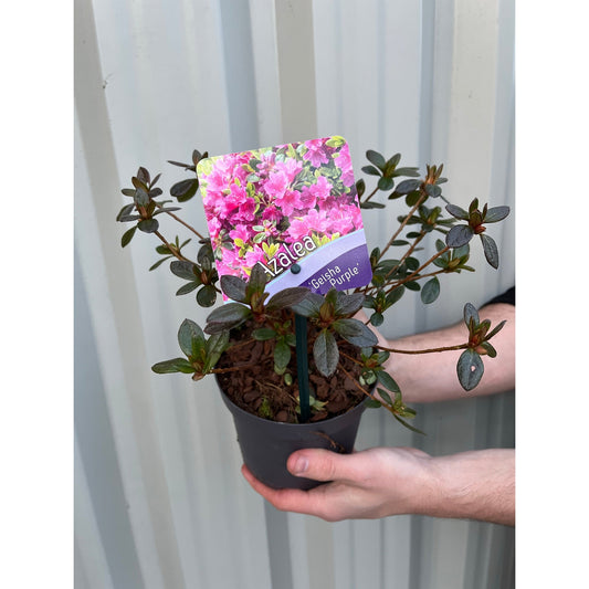 Rhododendron 'Geisha Purple' 1.5L