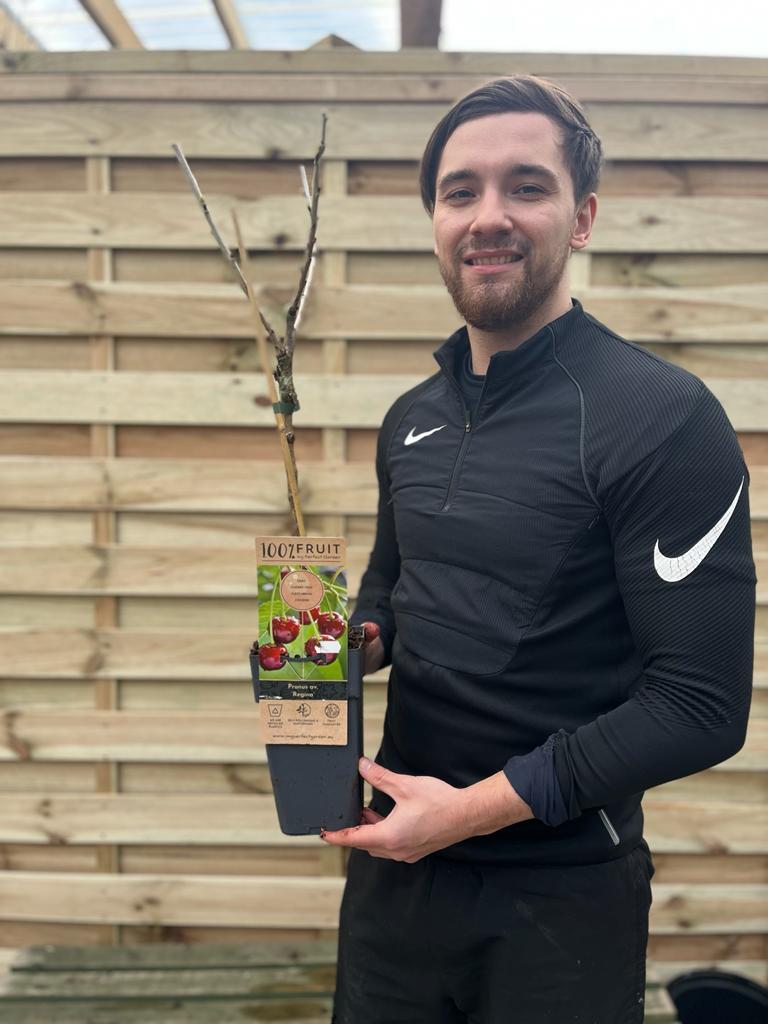 Dwarf Patio Cherry Tree 'Regina' (2 Sizes Available)