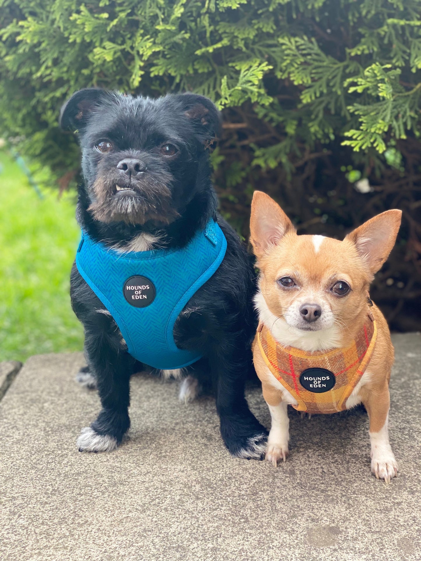 'Bruce' - Blue & Teal Herringbone Dog Harness