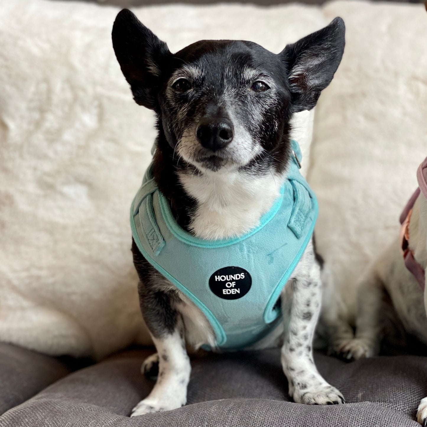 Tiffany's - Light Teal Velvet Dog Harness with Silver Metal Hardware