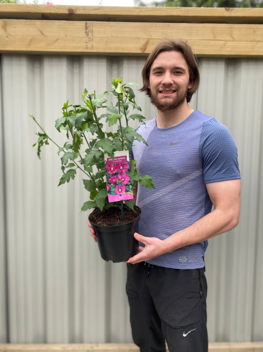 Hibiscus syriacus 'Woodbridge' 1.5L