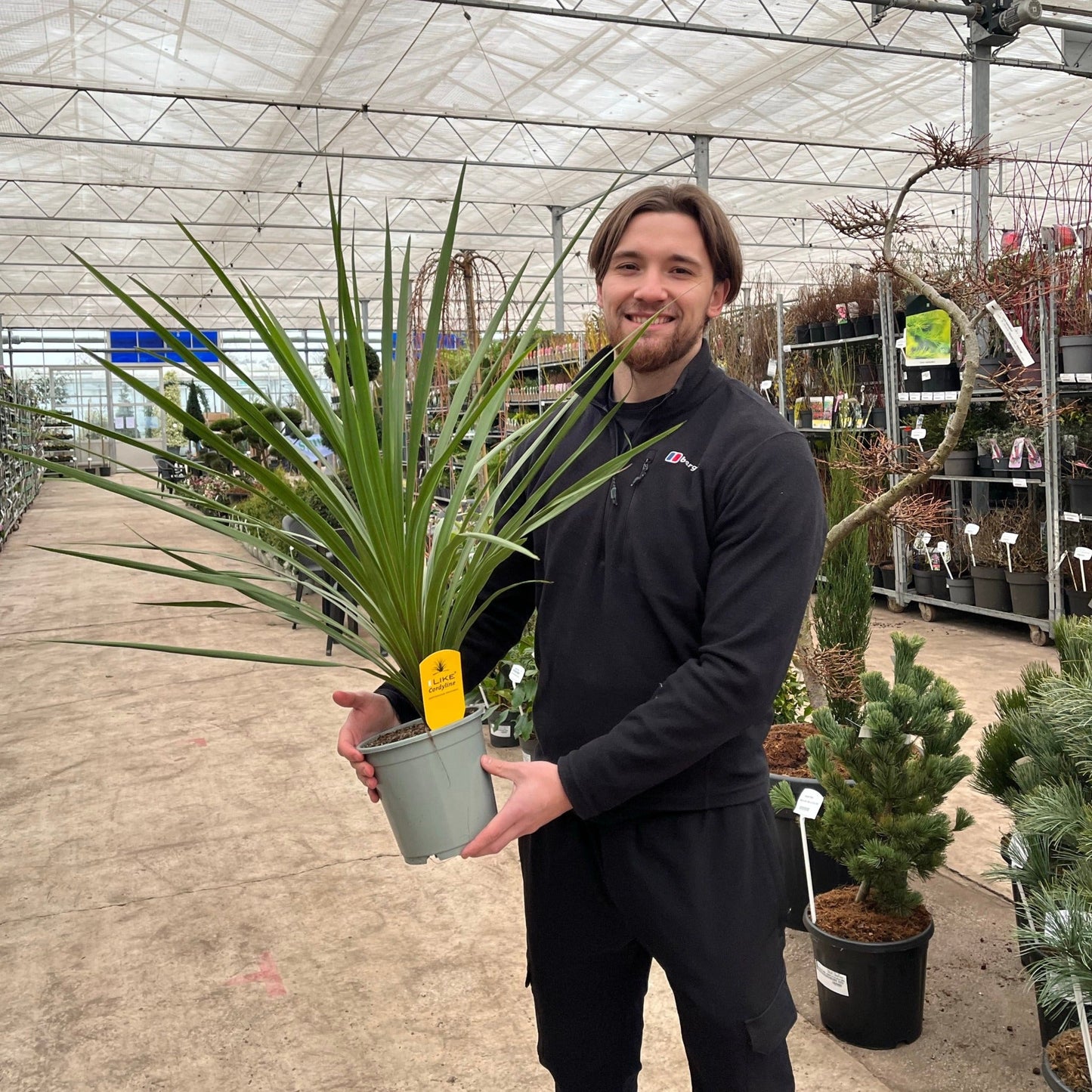 Cordyline australis Peko - Green (3 sizes available)