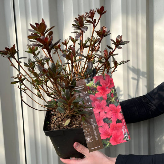 Azalea Japonica 'Orange Beauty' 9cm/2L/5L