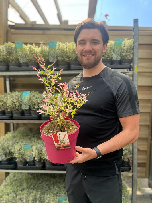 Salix integra 'Flamingo' Shrub 9cm / 1L / 1.5L