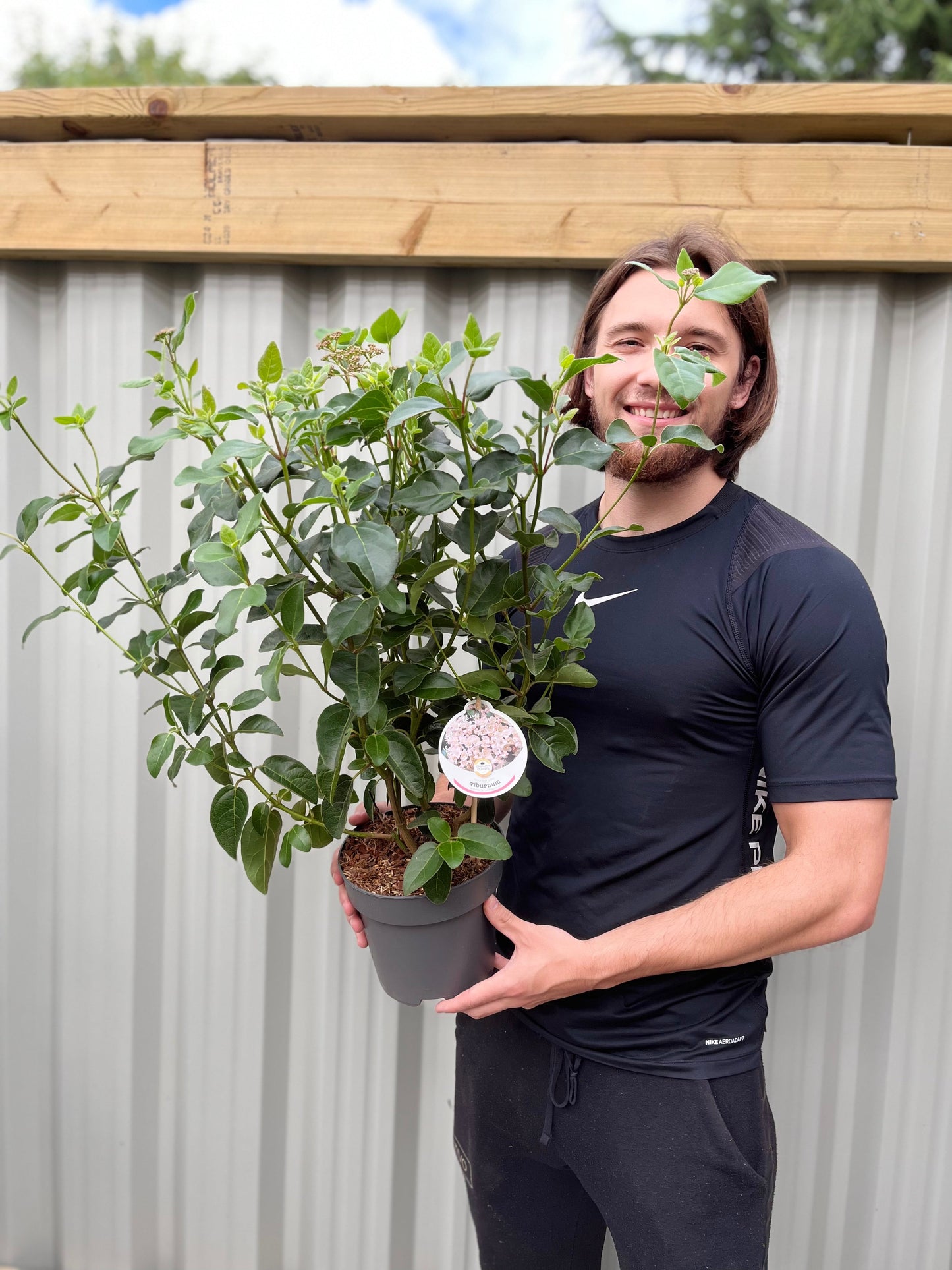 Viburnum tinus 'Eve Price' 9cm-7.5L