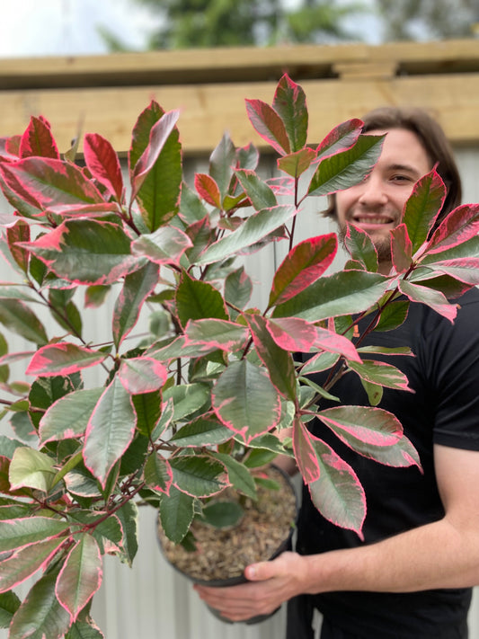 Photina x fraseri 'Louise' 9cm/2L/5L