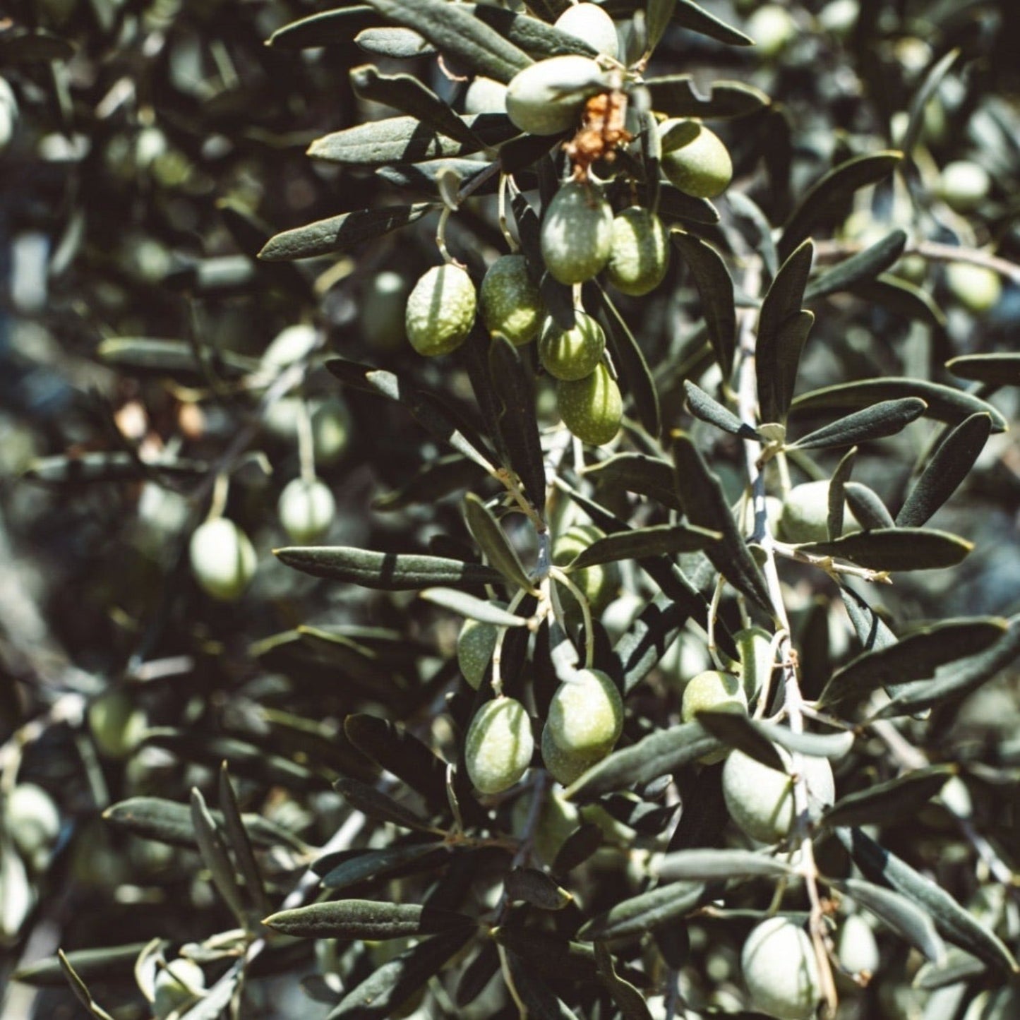 Olive Tree 35L 1.7-1.8m (Multibuy Offers Available)