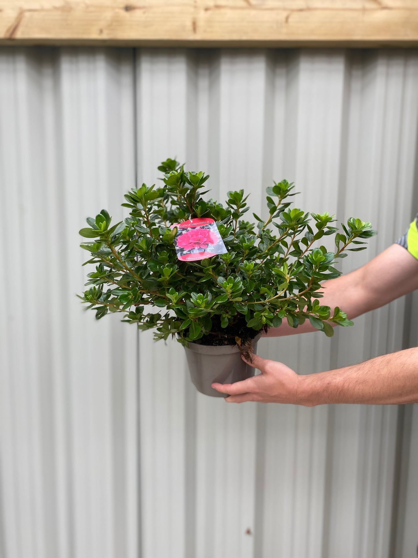 Azalea Hino Crimson 1.5L