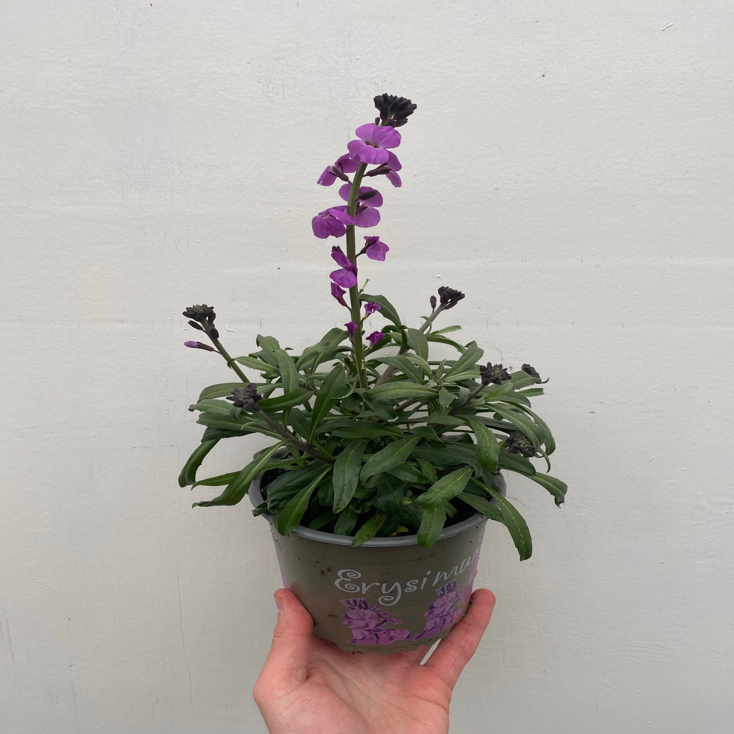 Erysimum 'Bowles Mauve' (Three Sizes Available)