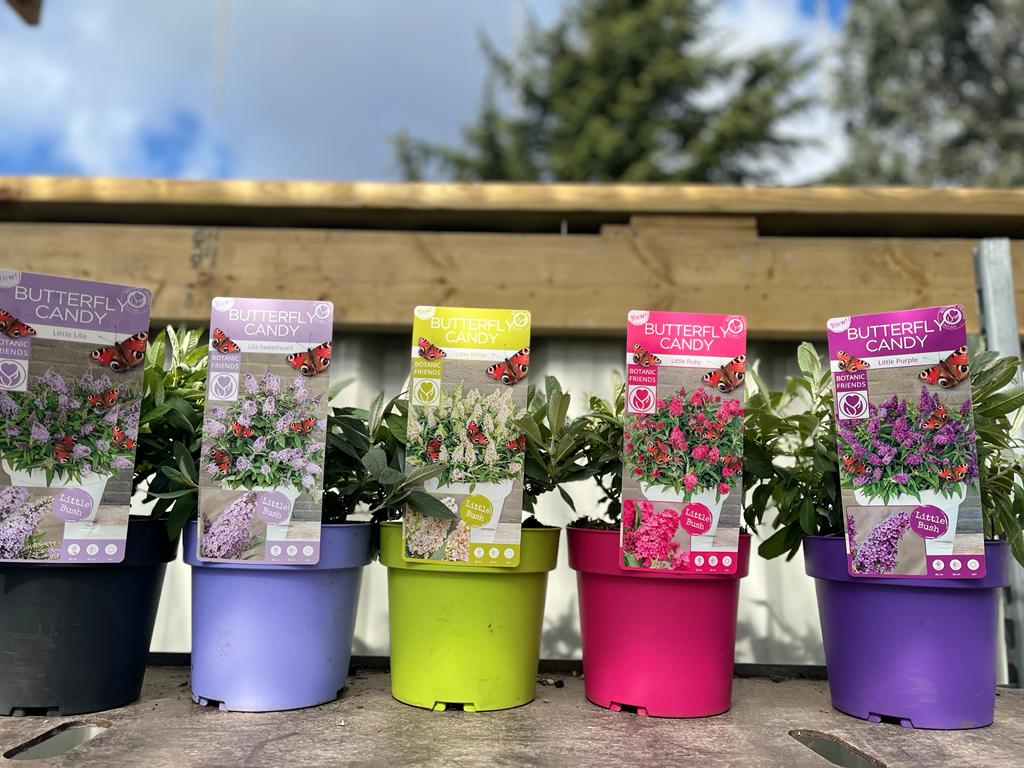 Buddleja Butterfly Candy 'Little White' 9cm/1L/3L