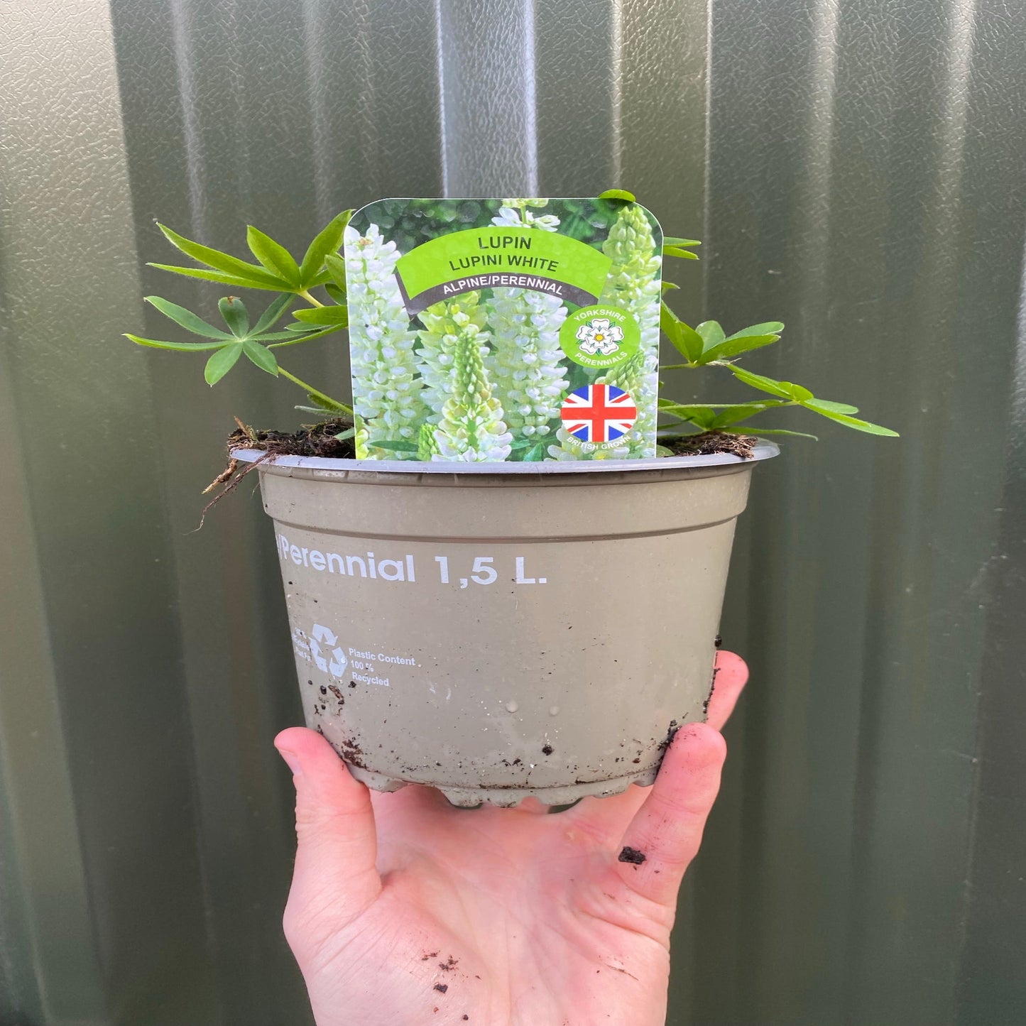 Lupin 'Gallery White' 9cm / 2L