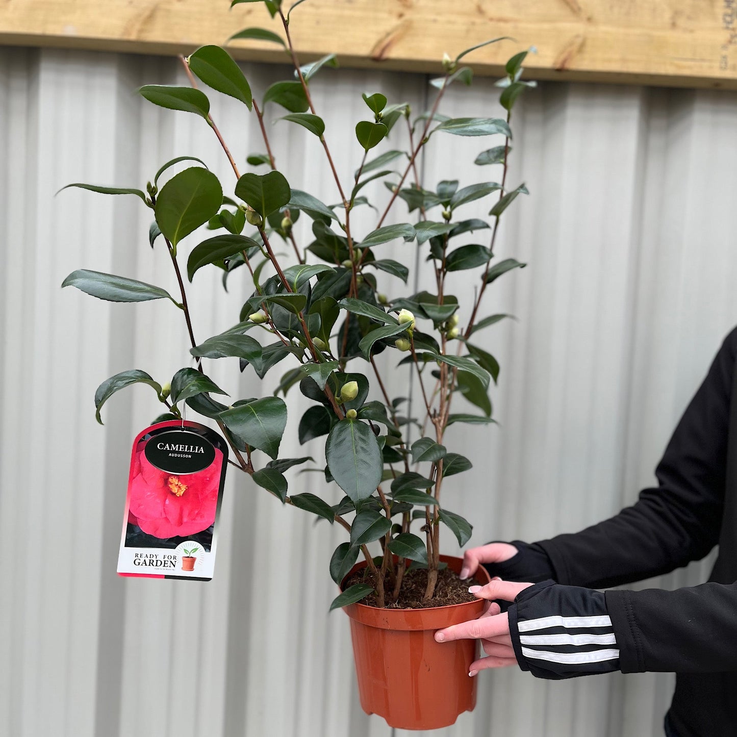 Camellia japonica 'Adolphe Audusson' 9cm / 3L