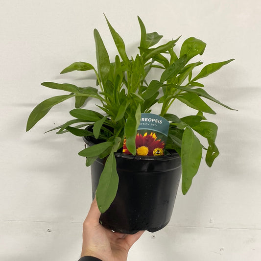 Coreopsis 'Uptick Red' 3L