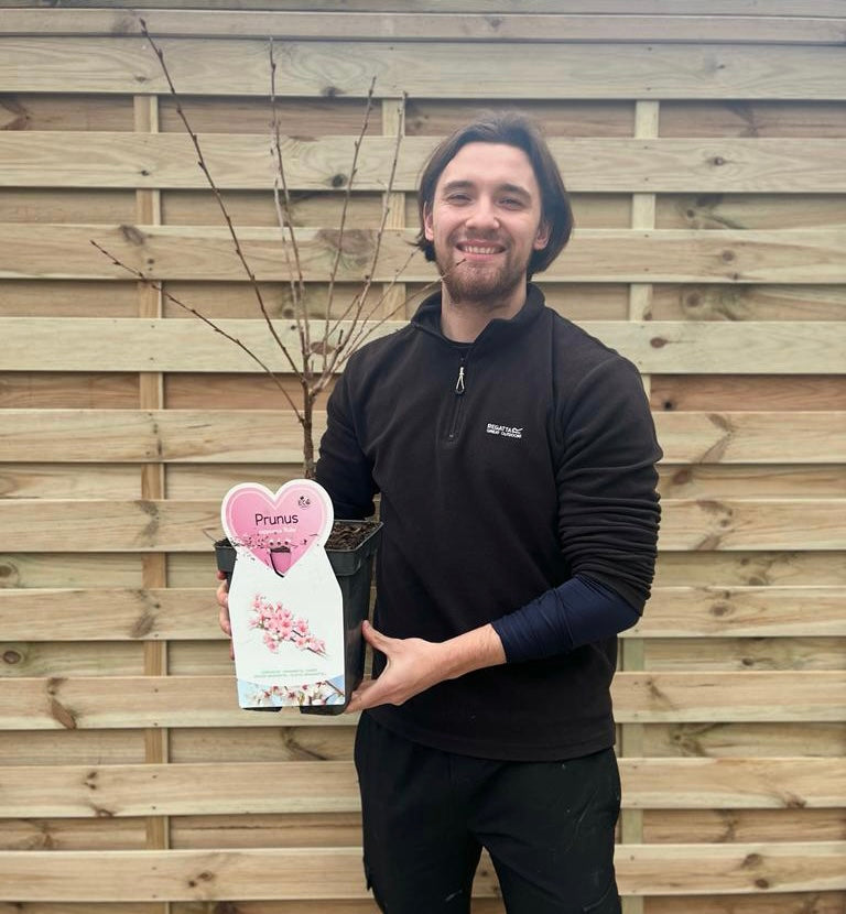 Ornamental Flowering Cherry Blossom Tree Dwarf - Nipponica 'Ruby'