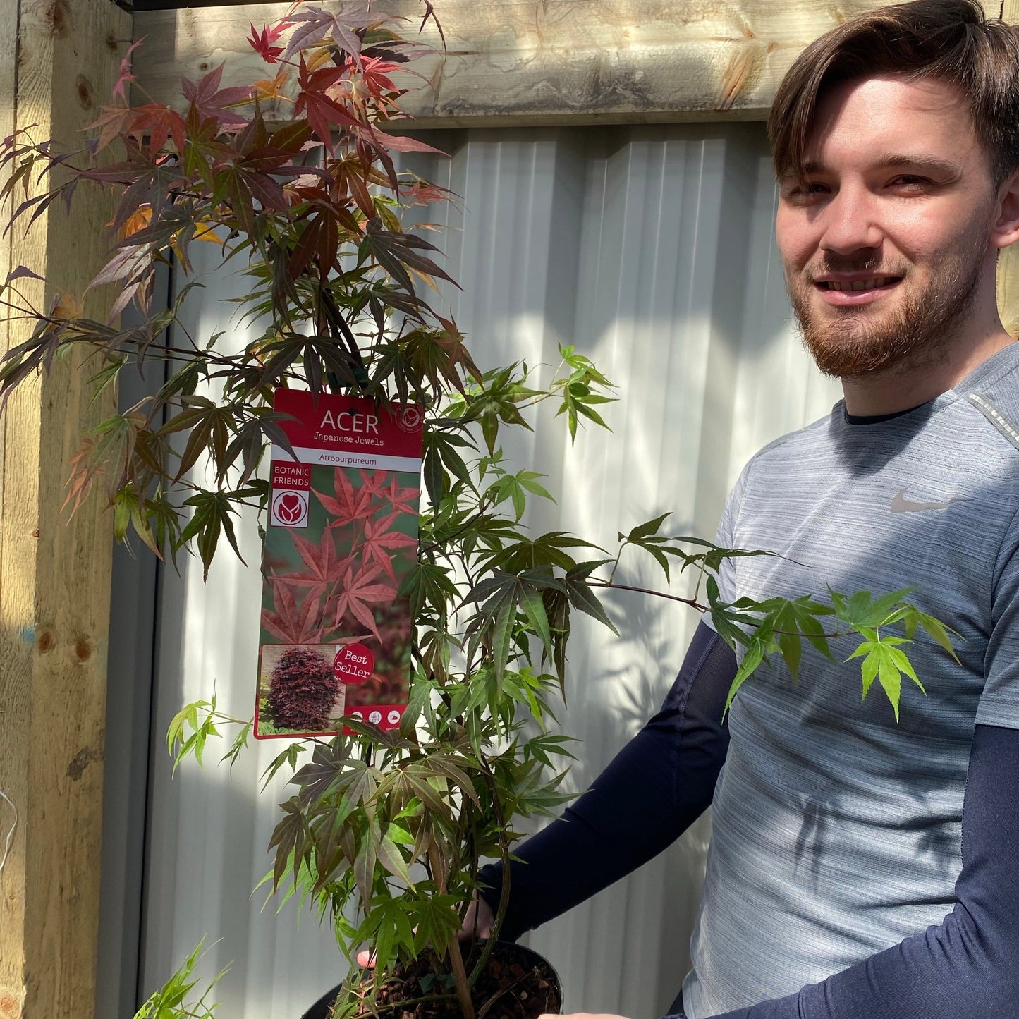 Acer palmatum 'Atropurpureum' 10.5cm-130L