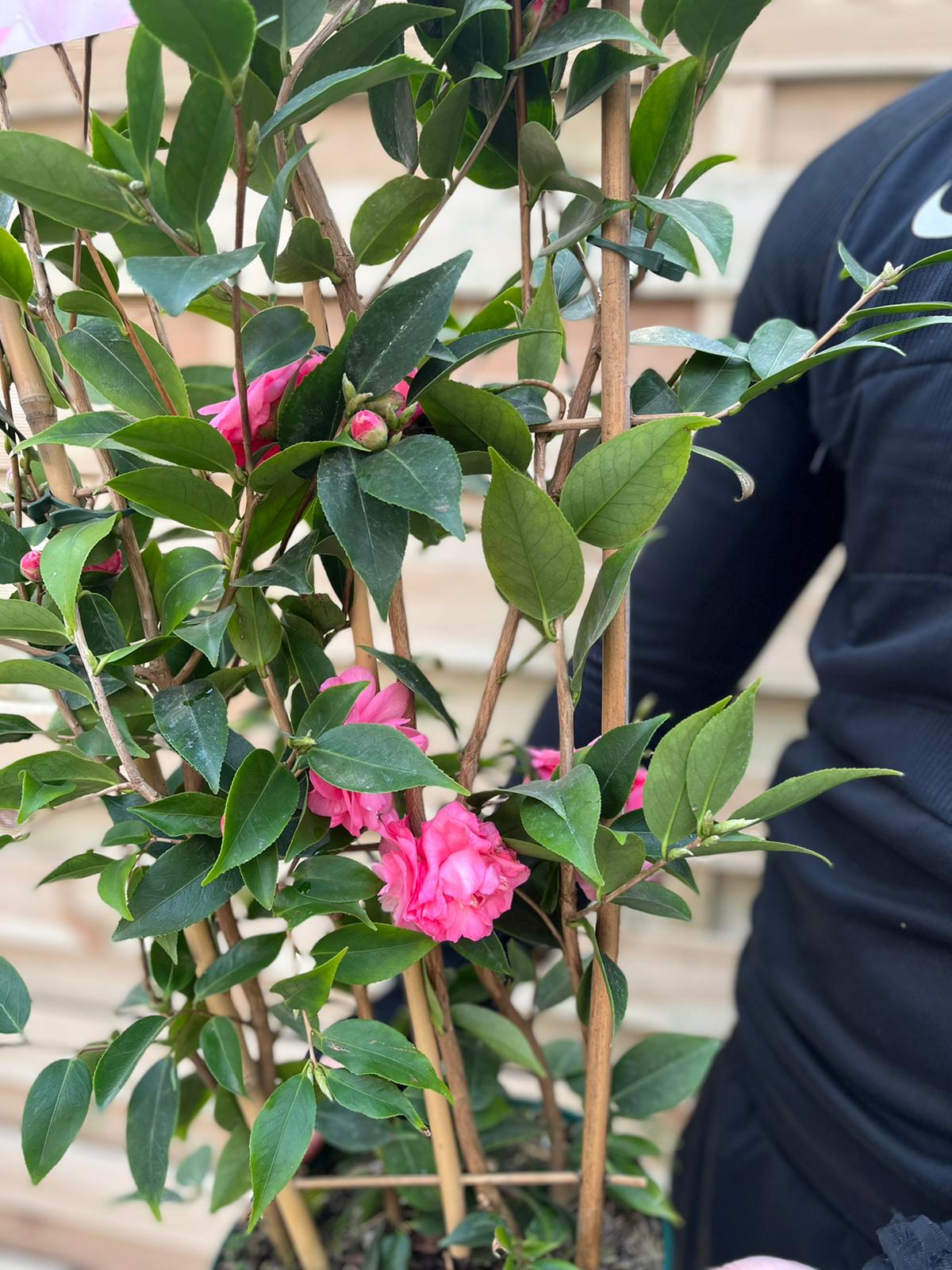 Camellia on frame 'Spring Festival ' 2L/5L