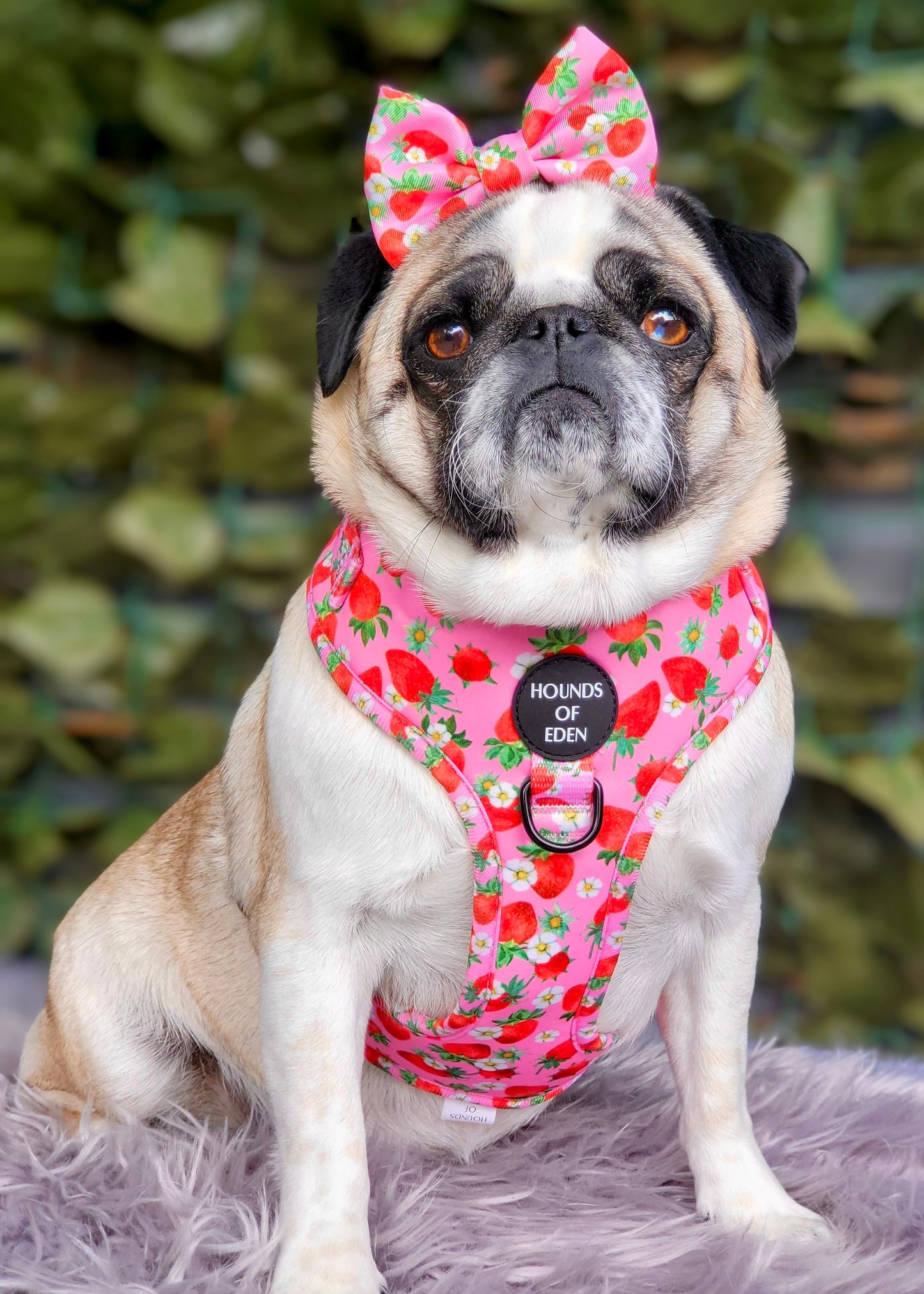 Strawberry Patch Design Dog Collar