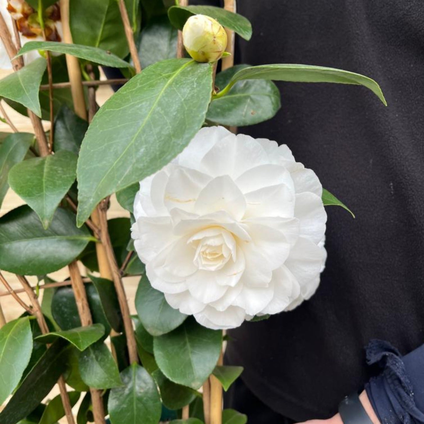 Camellia japonica 'Nuccio's Gem' 2L / 5L (100cm)