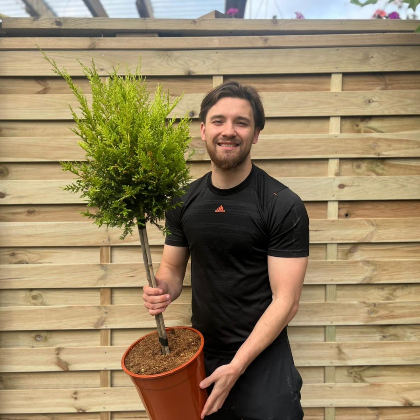 Cupressus Conifer Lollipop 100cm