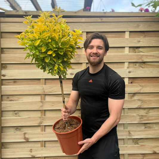 Half Standard Euonymus japonica 'Aureus' 100cm