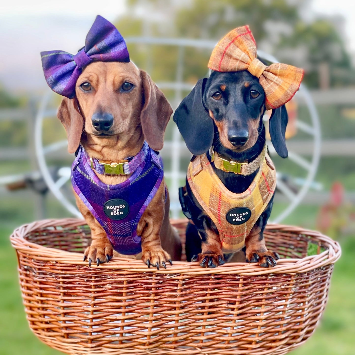 'Molly' - Pink & Purple Check Dog Harness