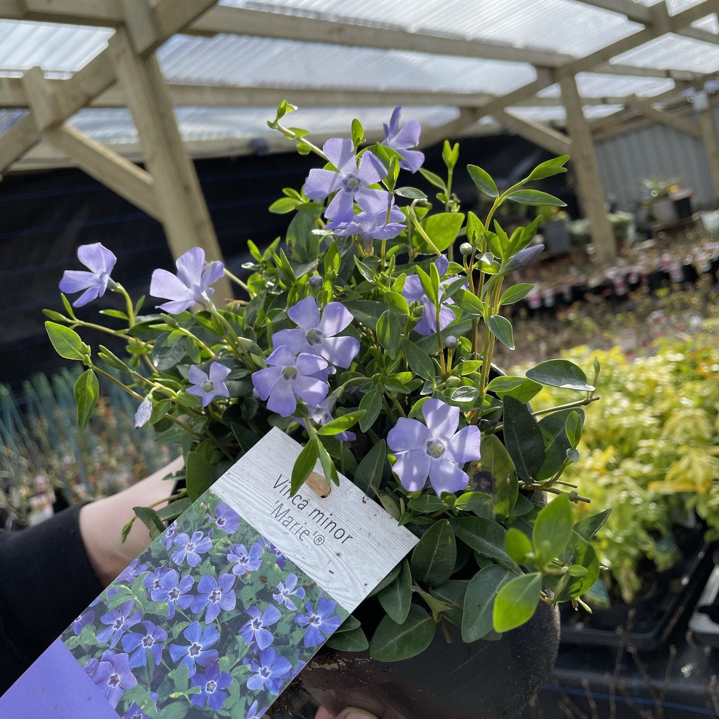 Vinca minor ‘marie’ 9cm / 2L