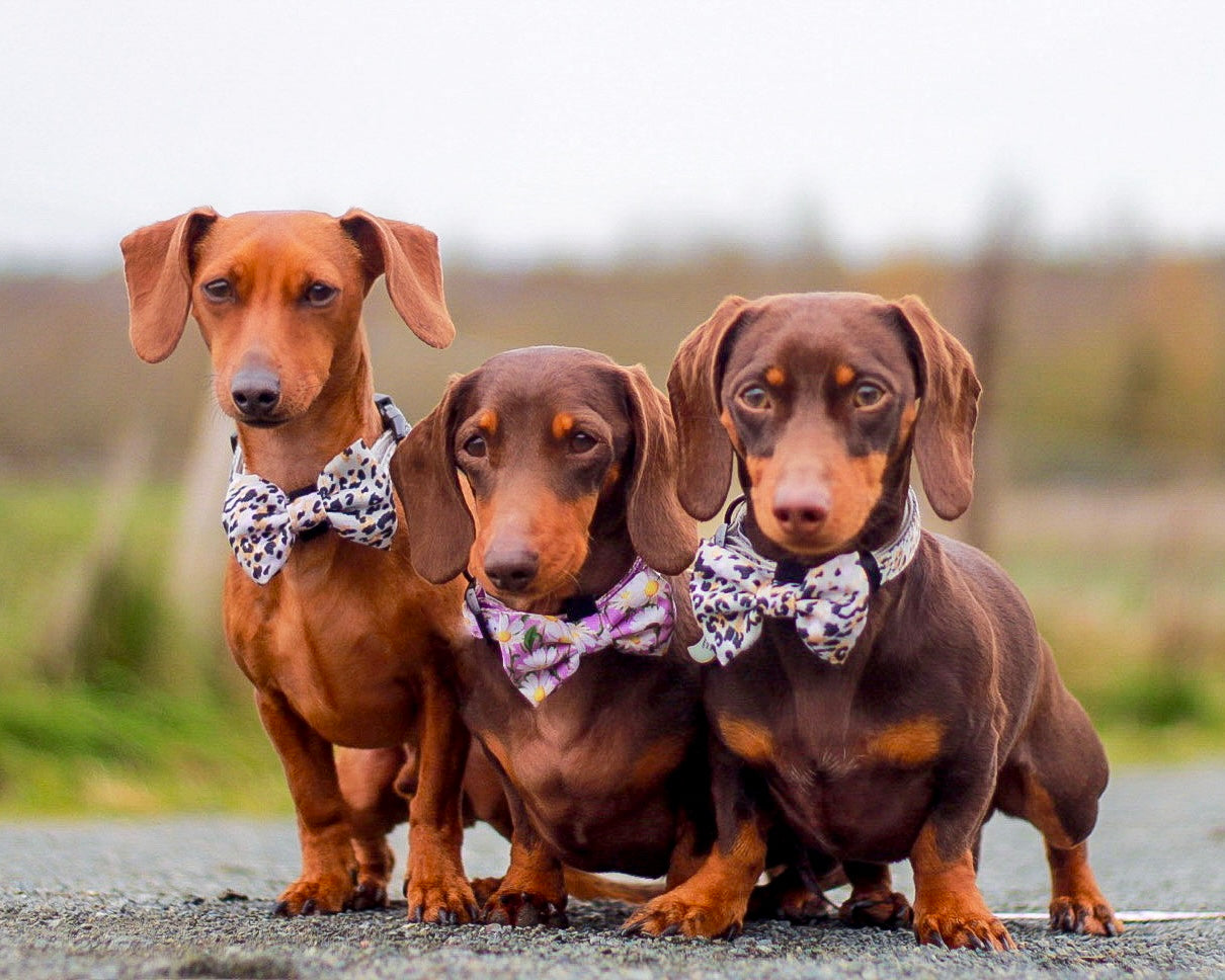 Sage Leopard Design Poop Bag Holder